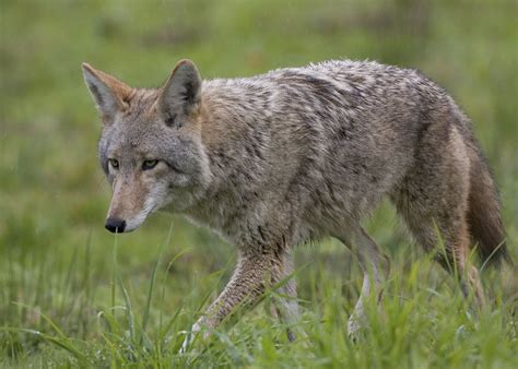 We offer coyote removal and control services as well as programs to help keep the. . Coyotes near me